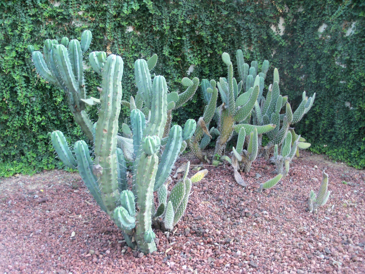 Nopales Jenis Tanaman Kaktus yang  Bisa Dimakan Dimas 